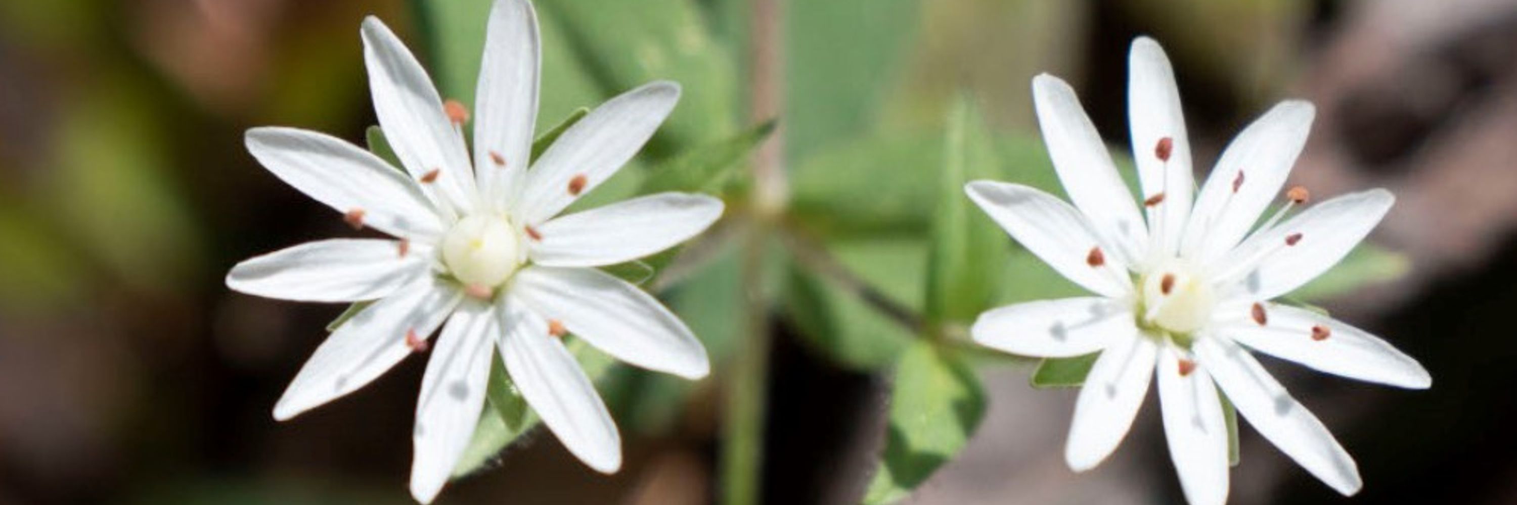 H. Cienflores