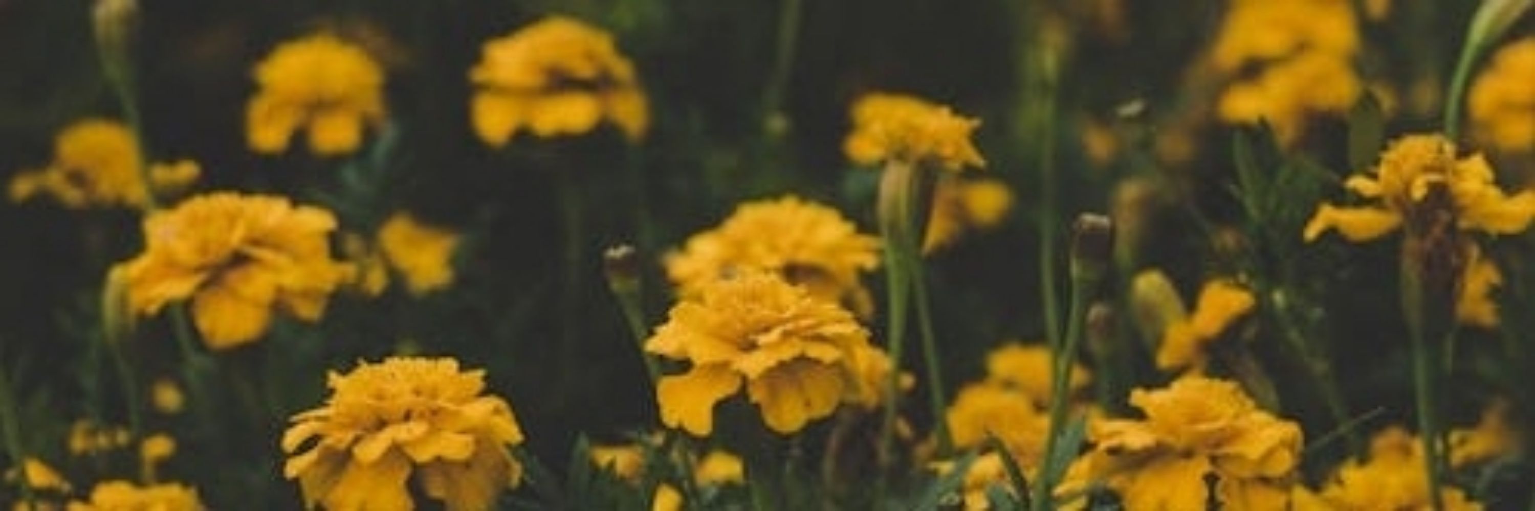 ♡🌼•₲Ø฿Ⱡł₦ ₱Ɽł₦₵Ɇ•🌼♡