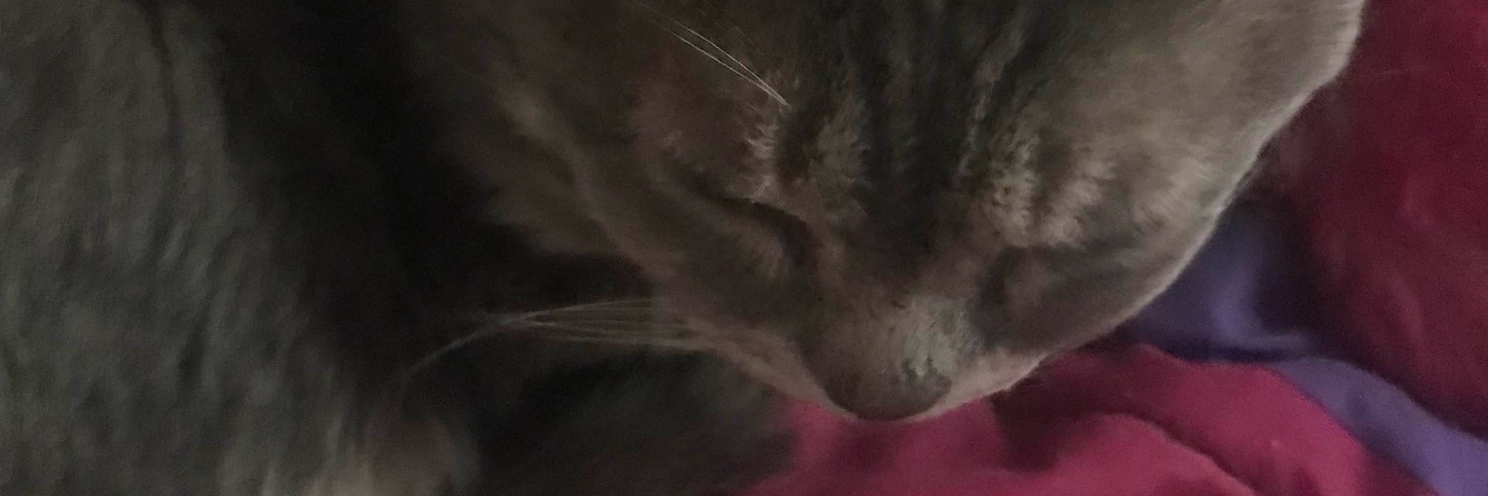 Logan