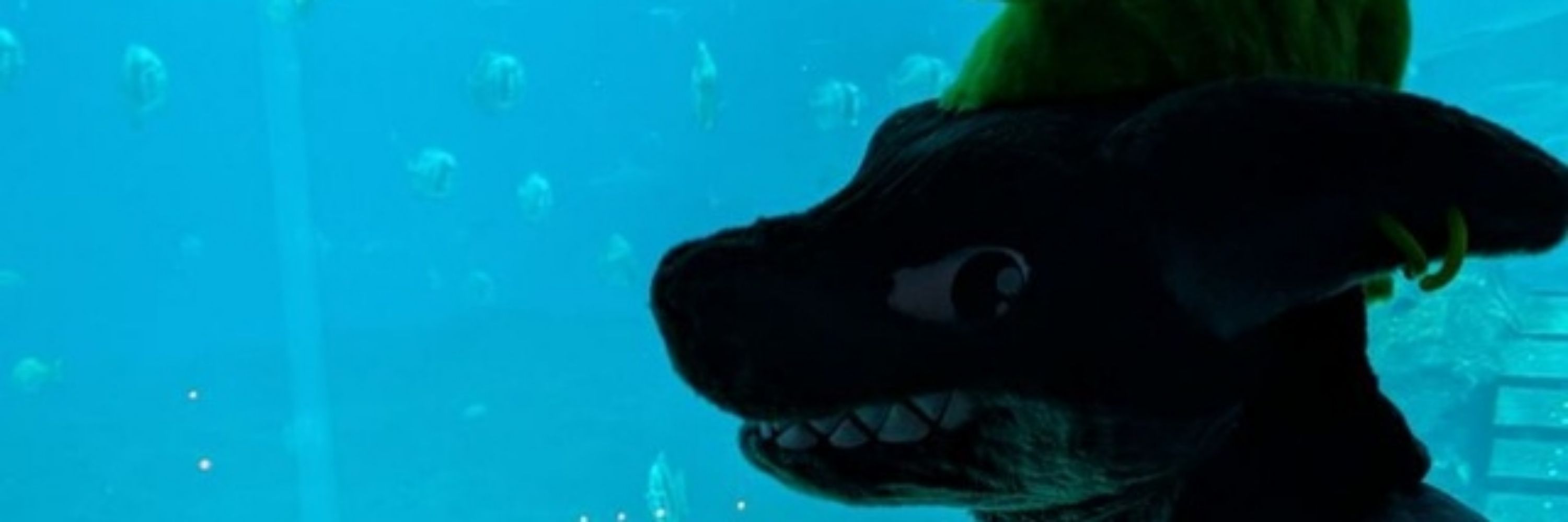 Sharkiplier (Kilo Shark) 🦈