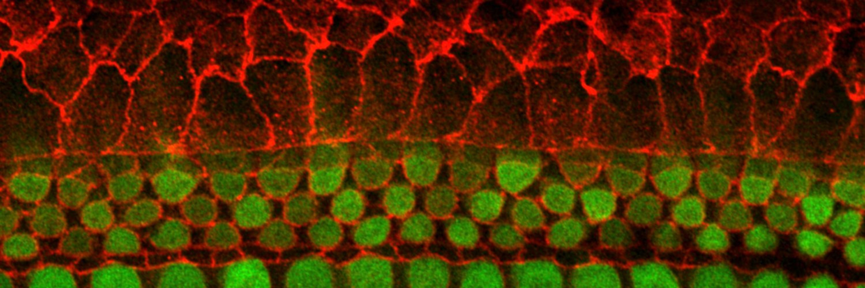 BioSoft@TAU