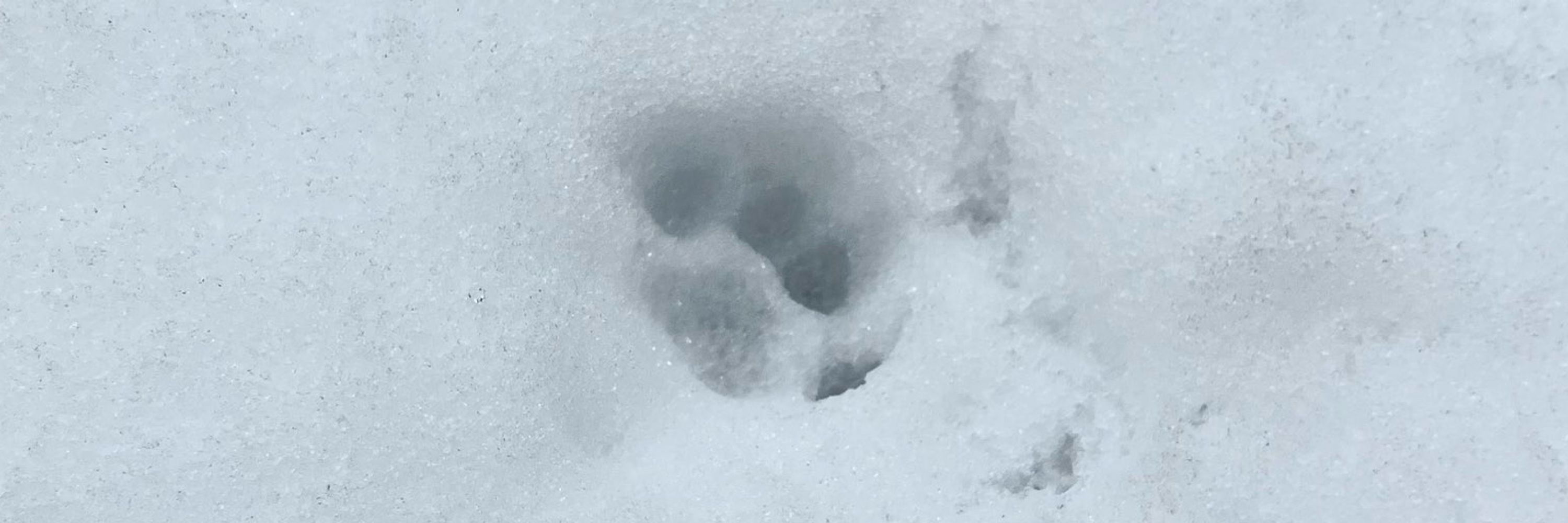 よち