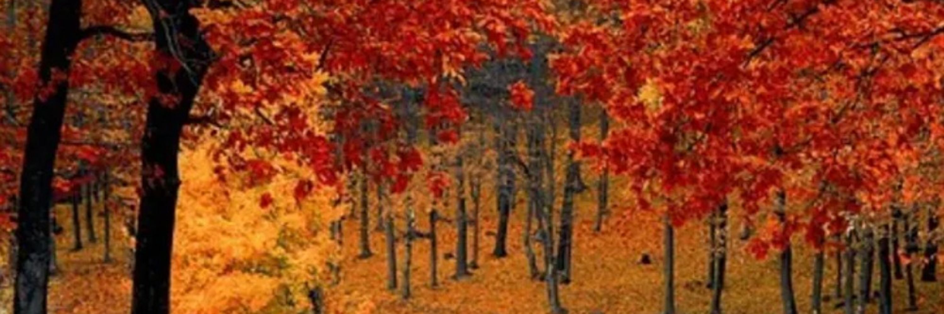 🎃🍁🍂🍎 @WangCandice on twitter