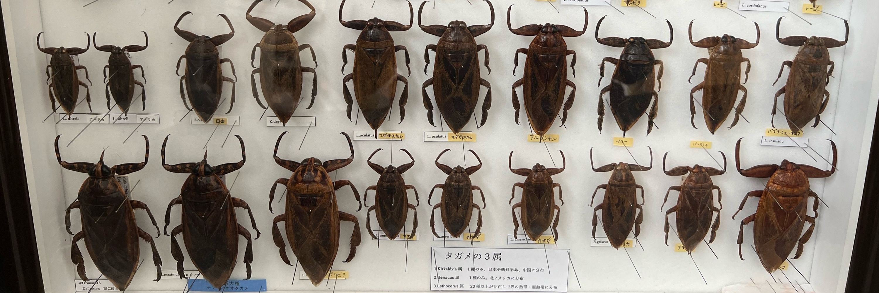 おり丸