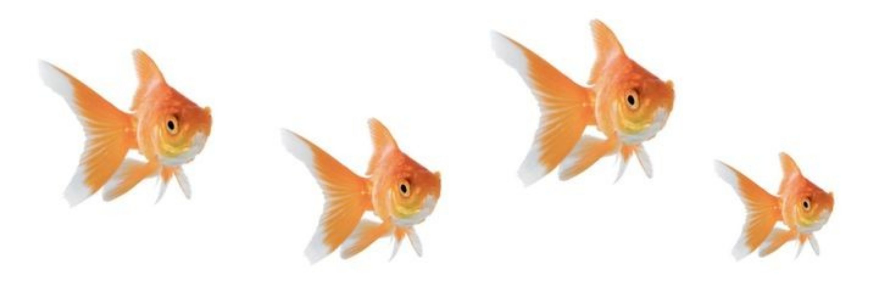 Peixonauta 🐟