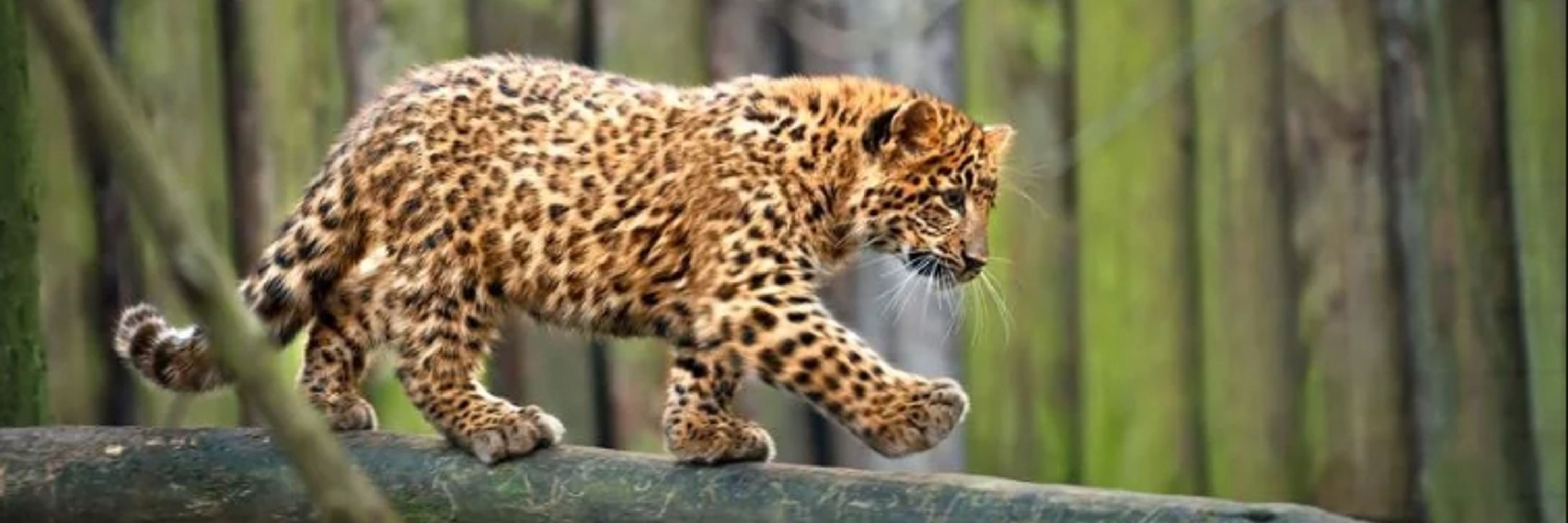 Top Face-Nomming Leopard