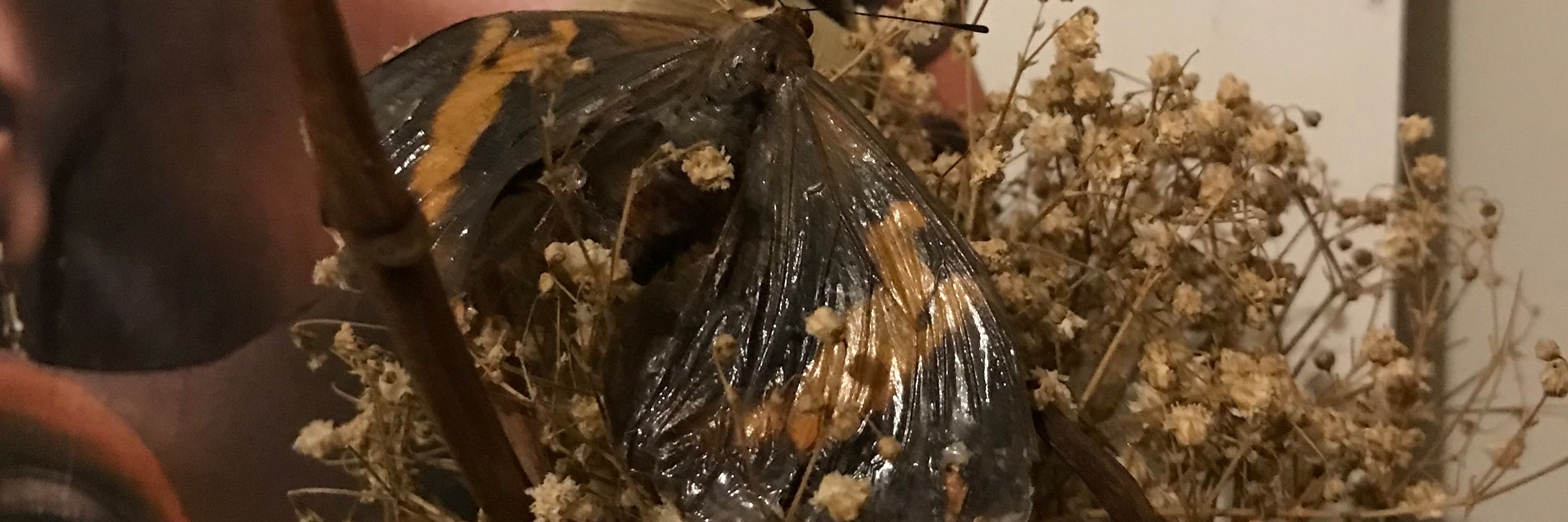 lili🐝
