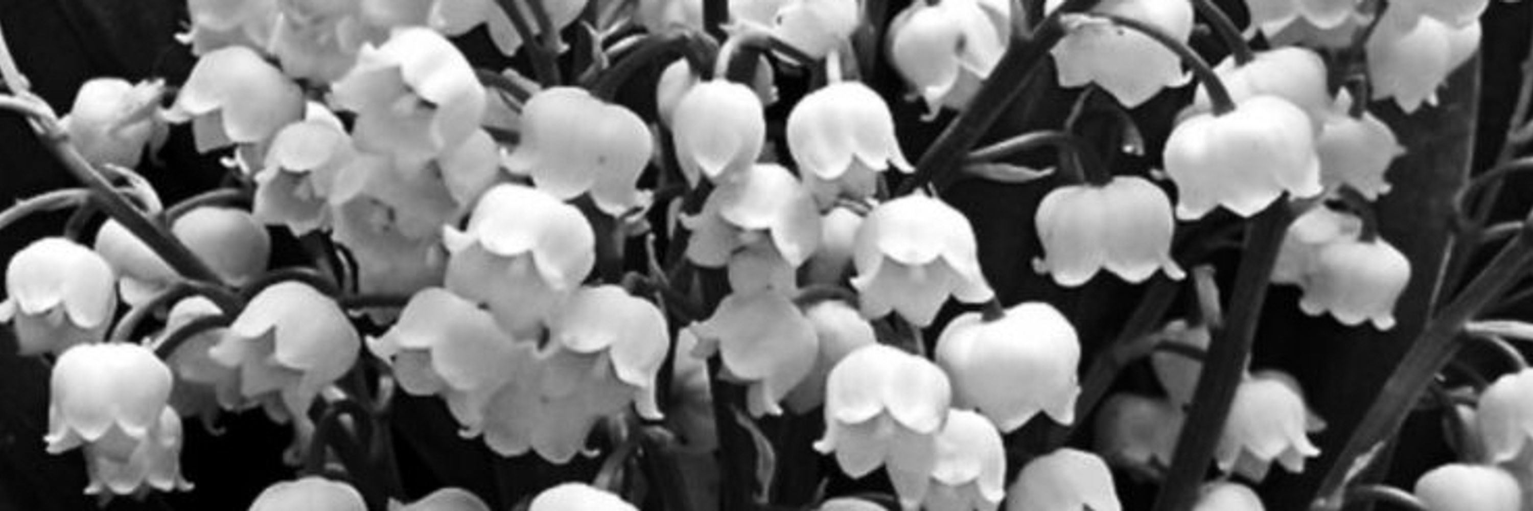 Lilies SMP 