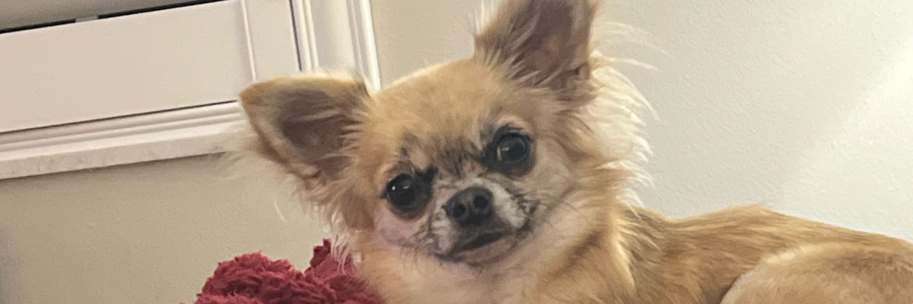 Gidget