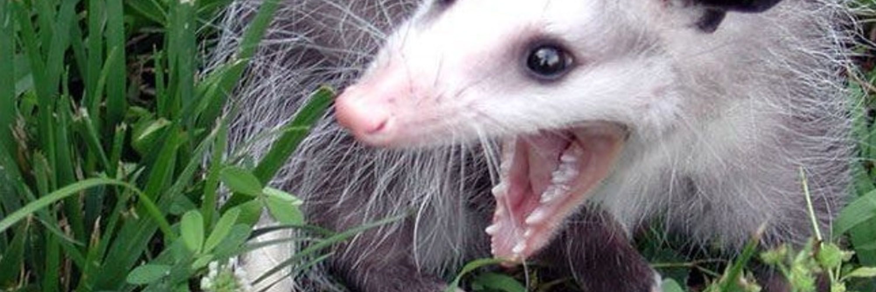 Mikah The Possum 🔞