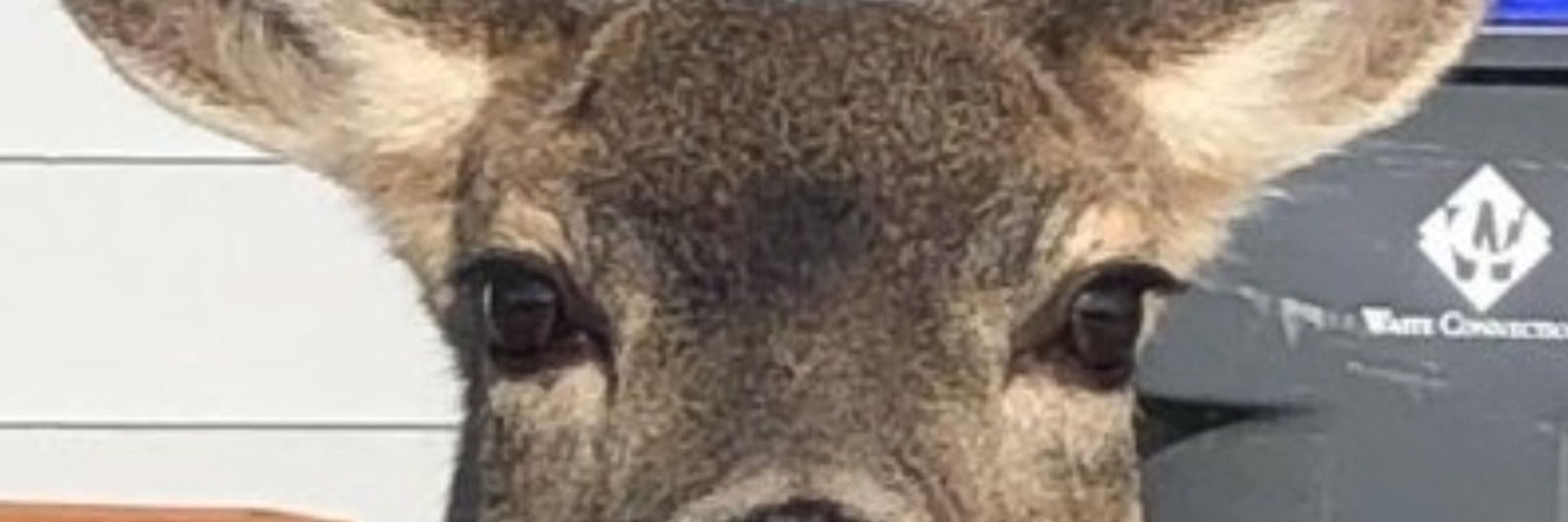 Ishamarus the deer!