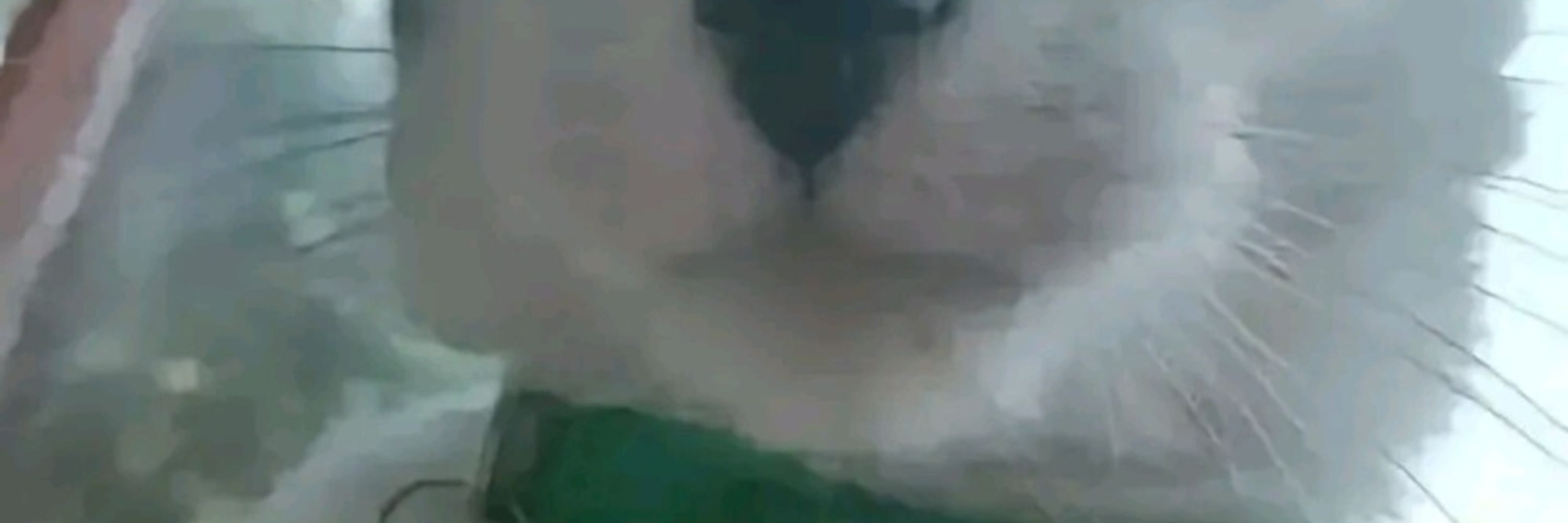 Pandadile
