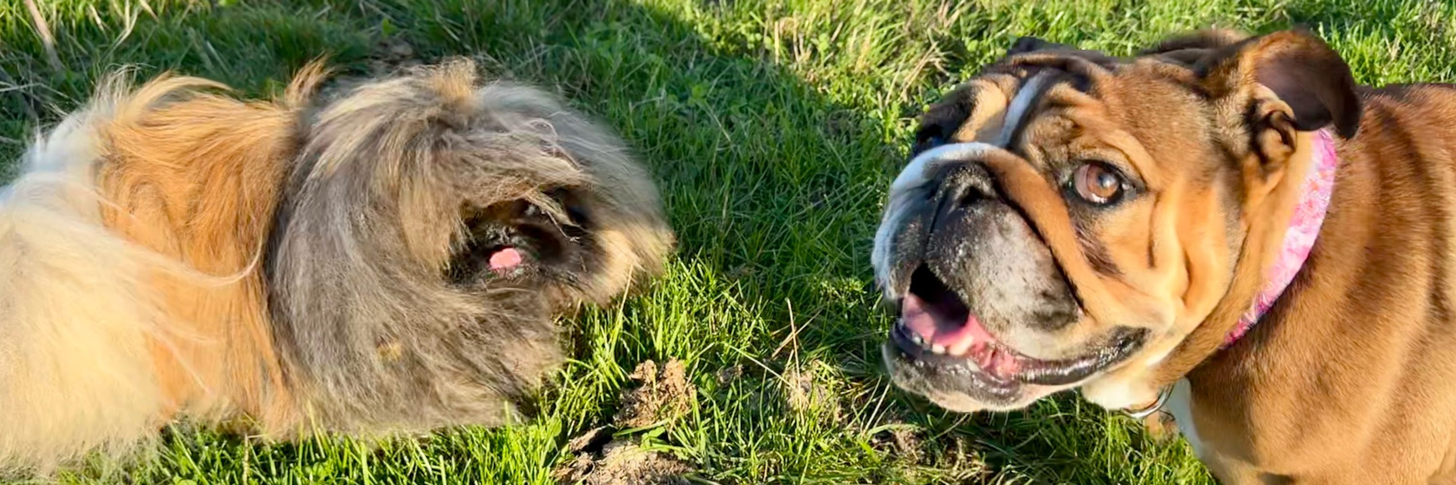 Cute dogs