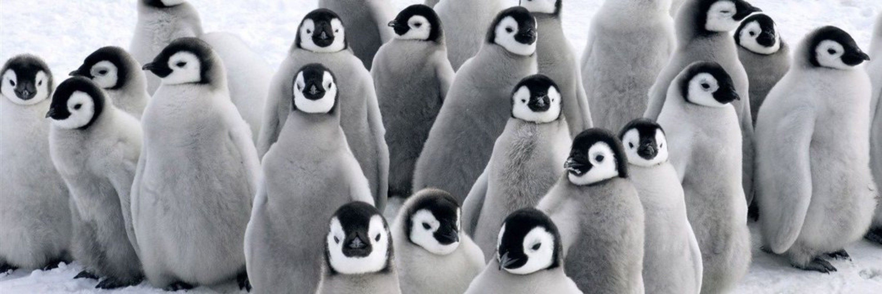 ペンギン