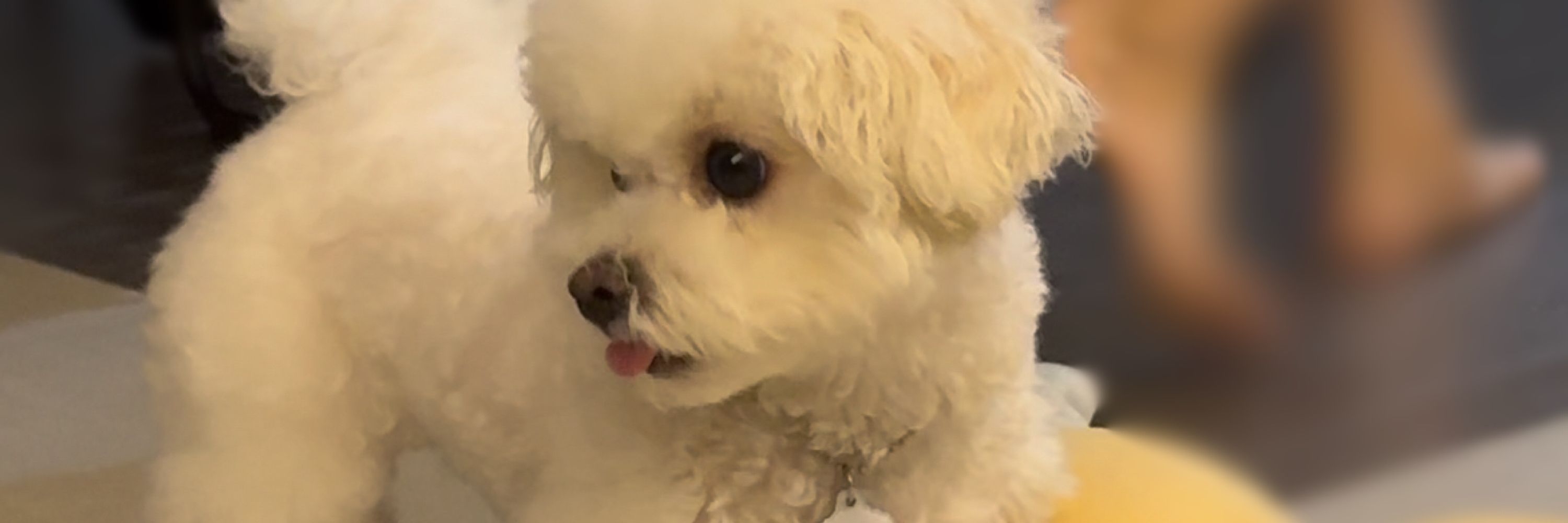 토로