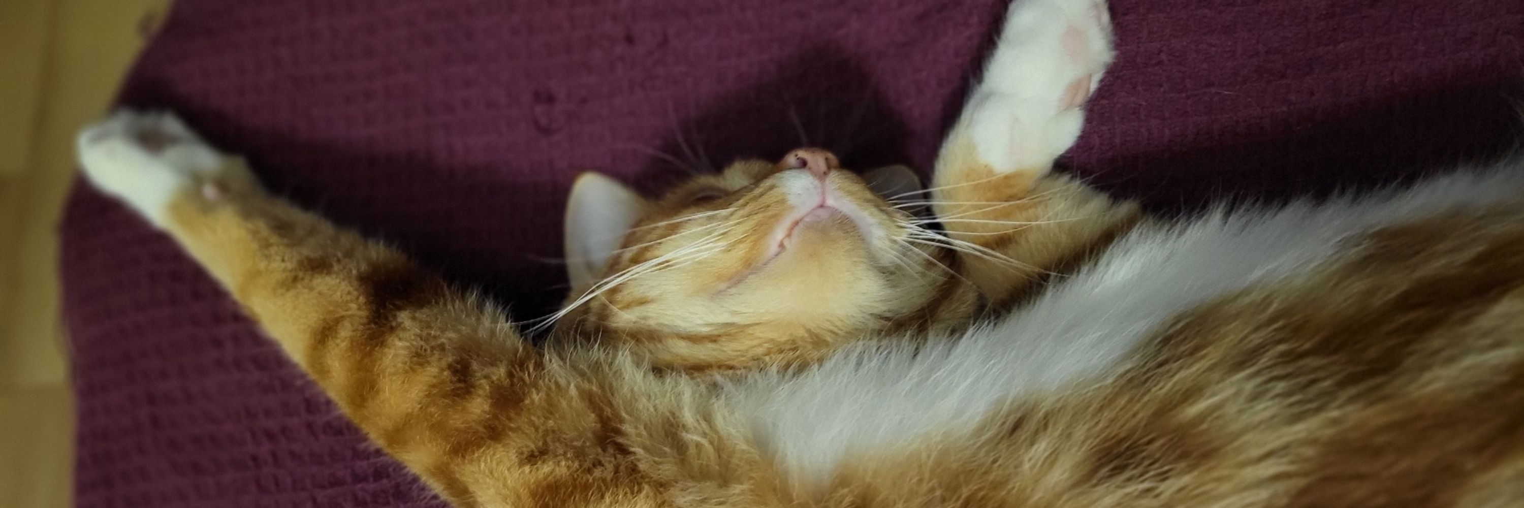 Boilerkitten - DemCastUSA 🦅🇺🇲🏳️‍🌈🏳️‍⚧️🇺🇦🌊💙