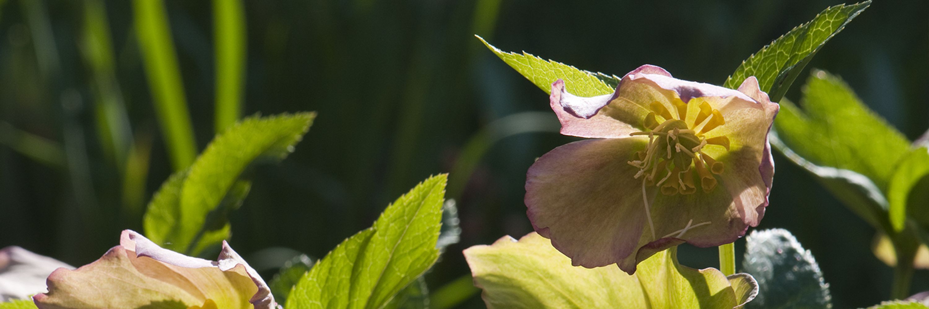 Flora