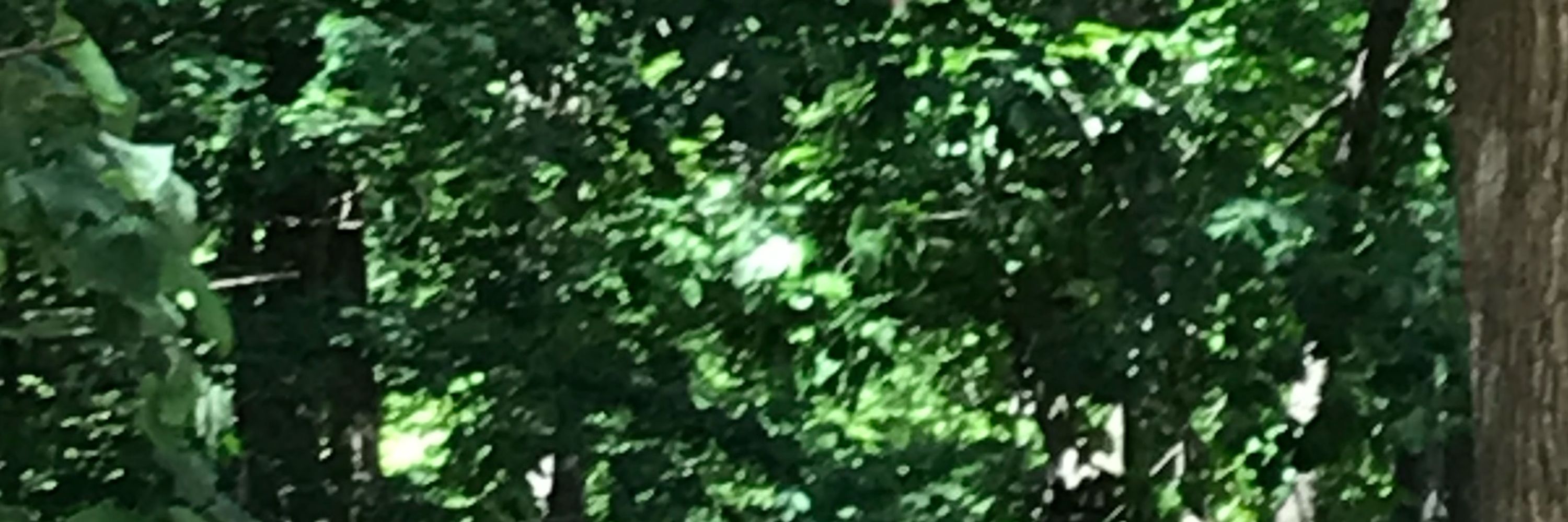 Birdie
