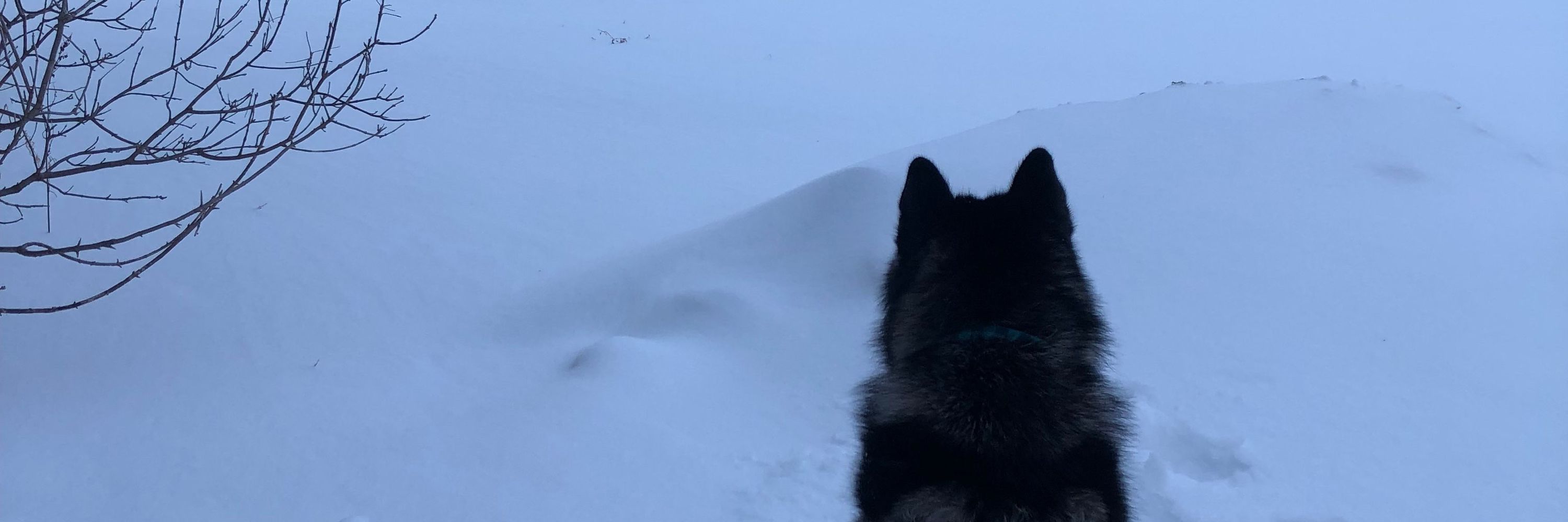 Cash The Malamute
