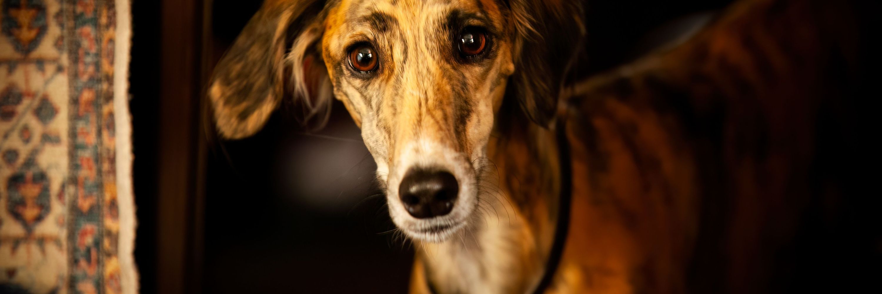 Doc Wolf (Christina Wolf)