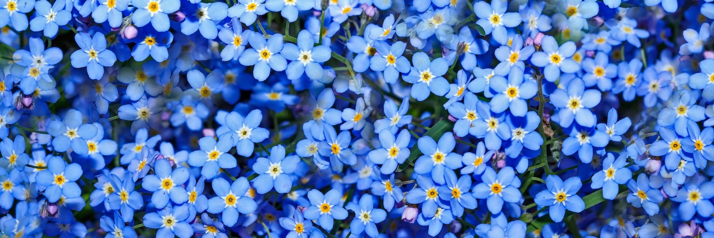 Forget-Me-Not