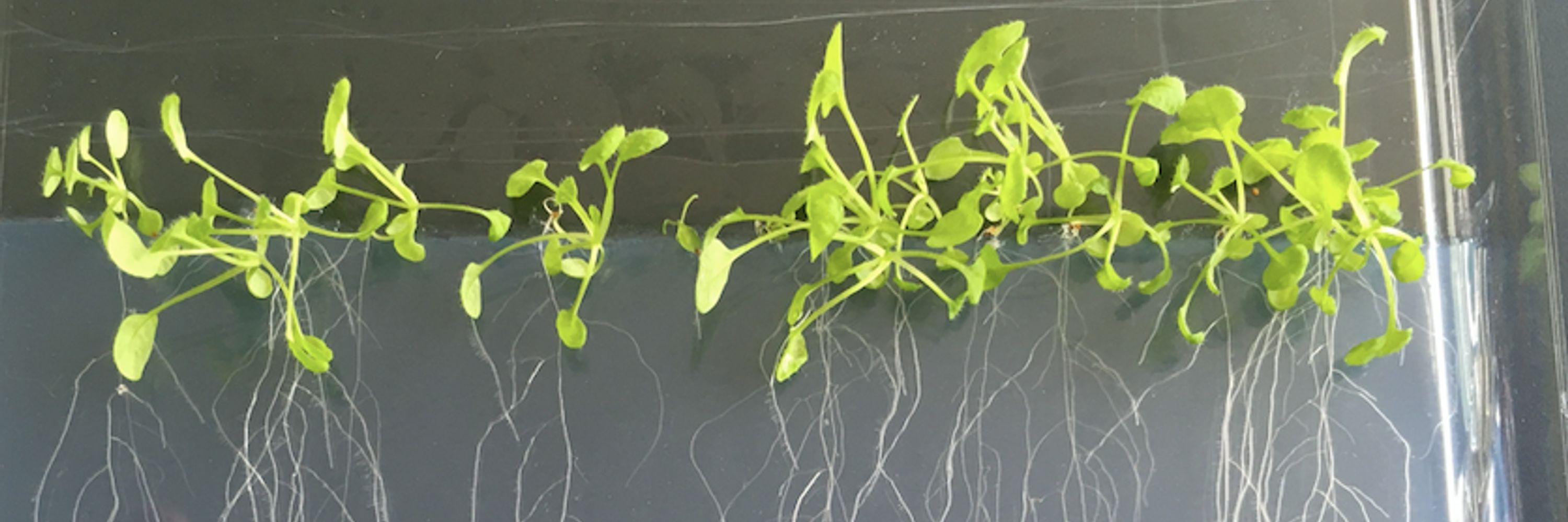 Communication at the Fungal-Plant interface