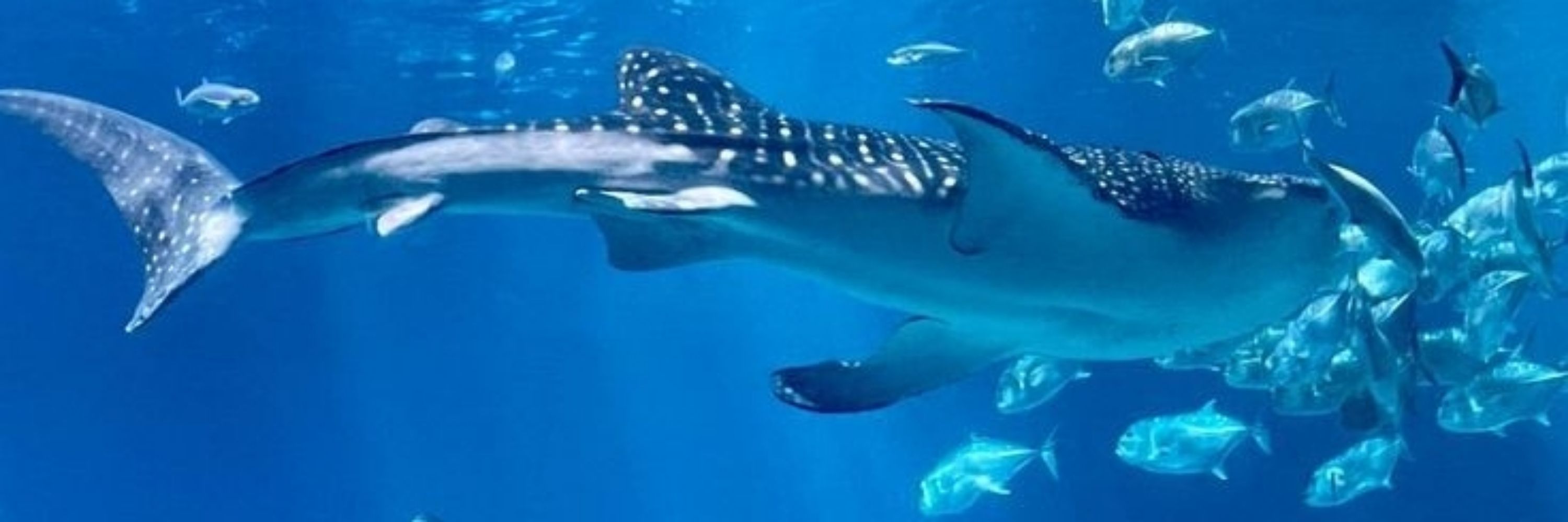 Minali 🦈