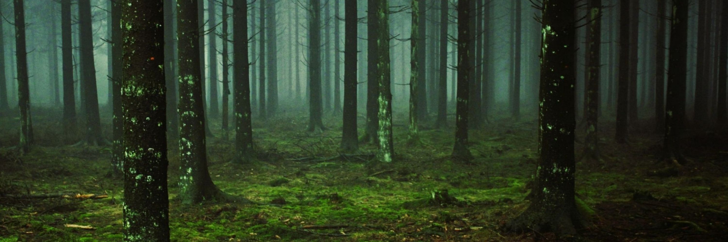 The Midnight Woodsman