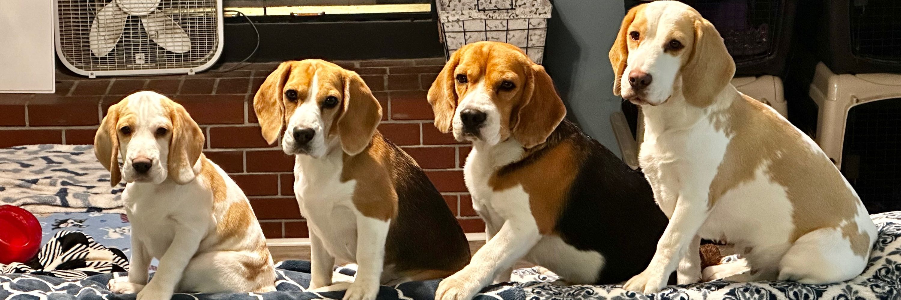 Allegro Beagles