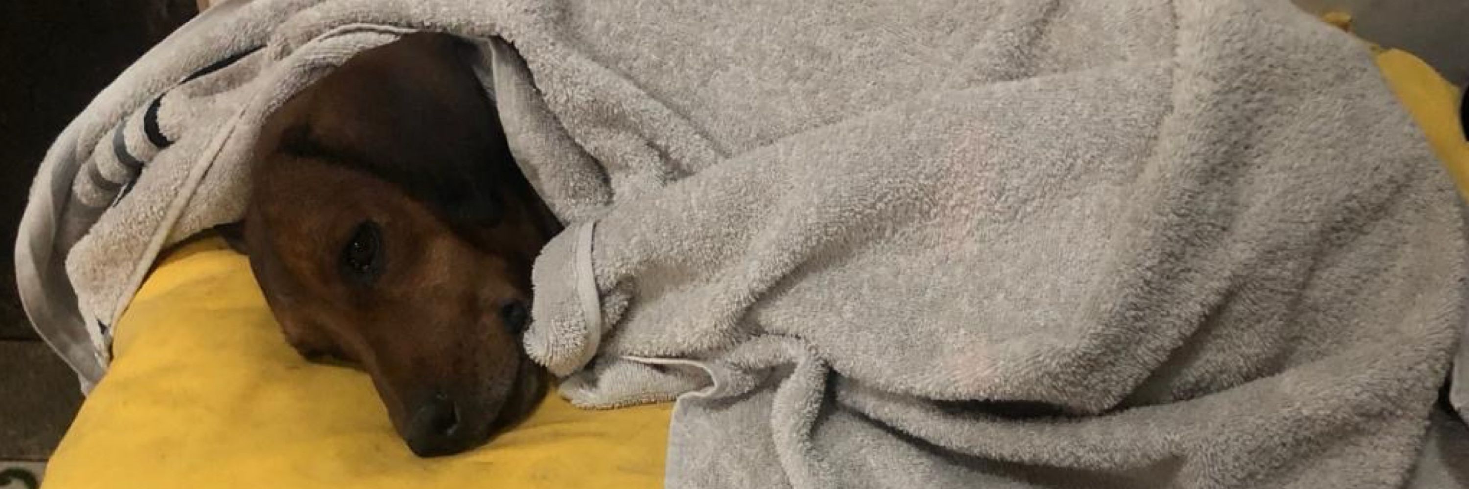 Hito hito no mi: Modelo Trouxa