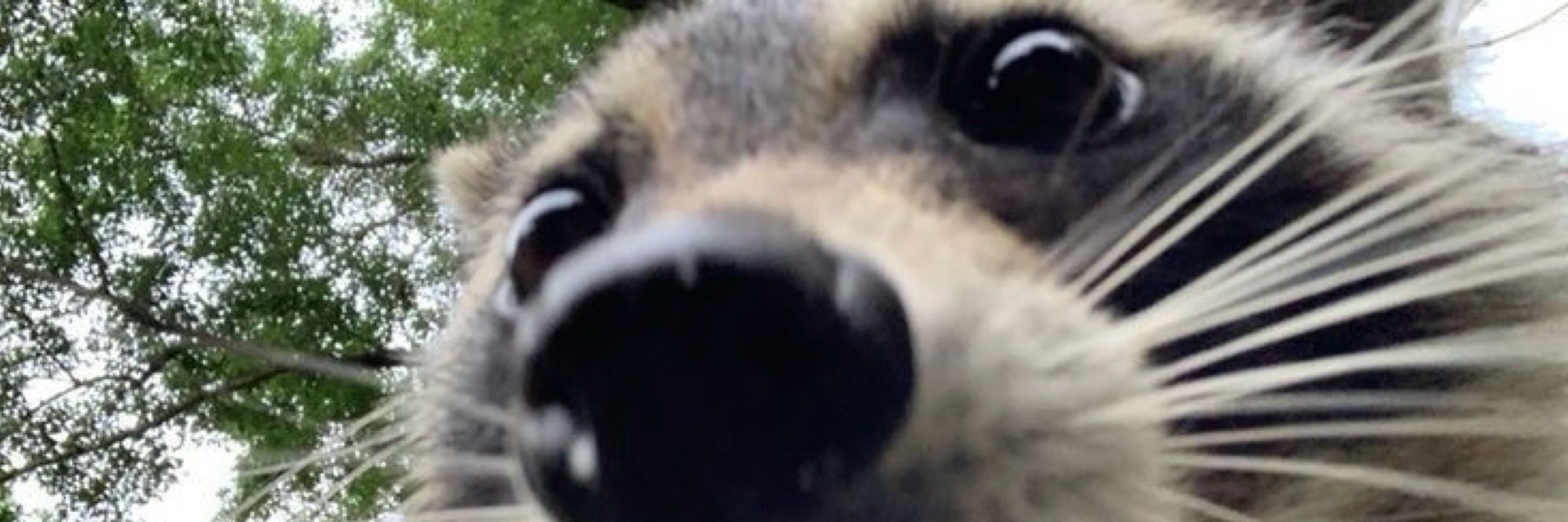 ankle biter