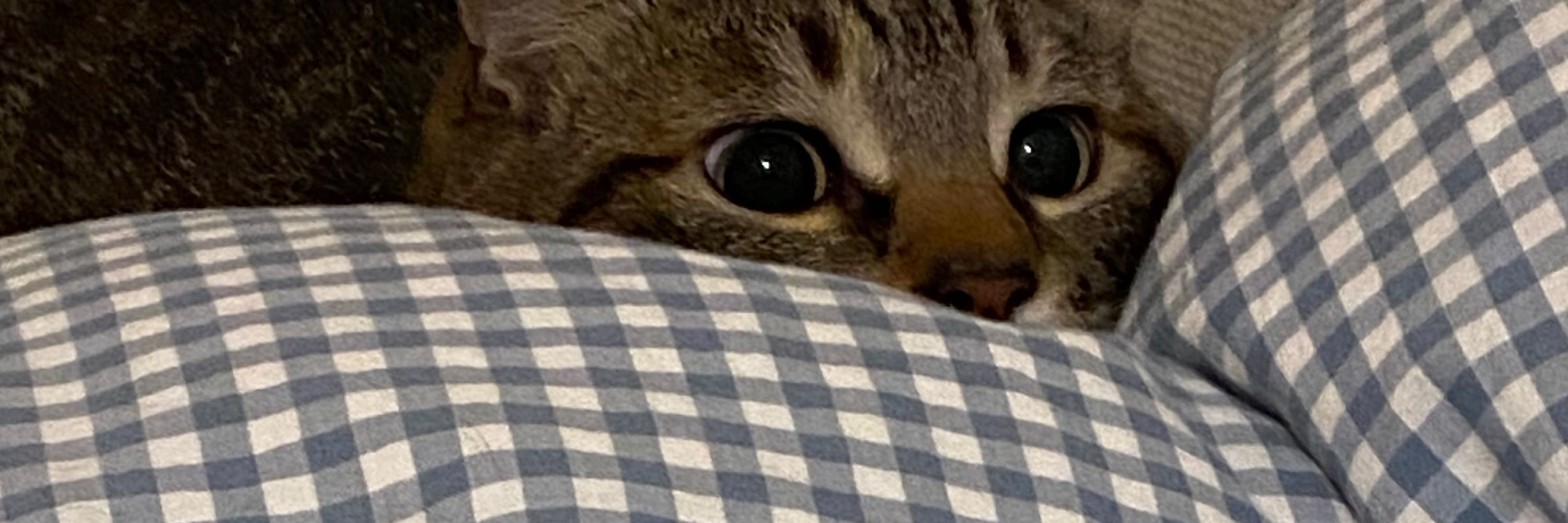 城猫shironeko🐈‍⬛