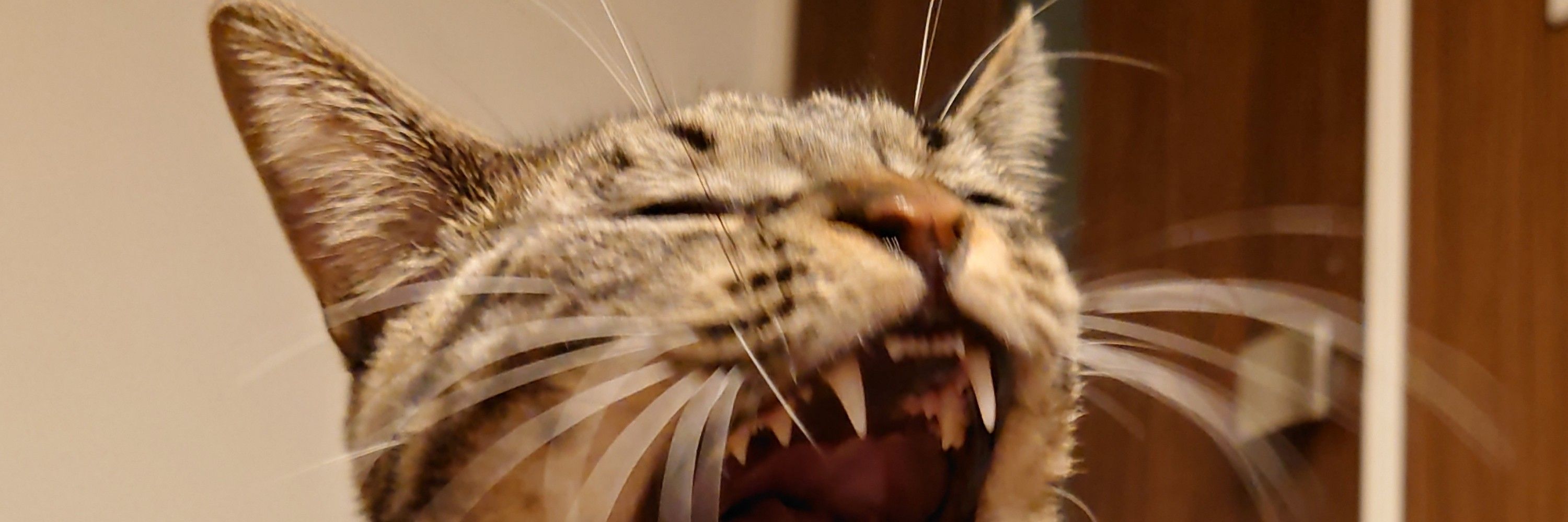 tadaemi