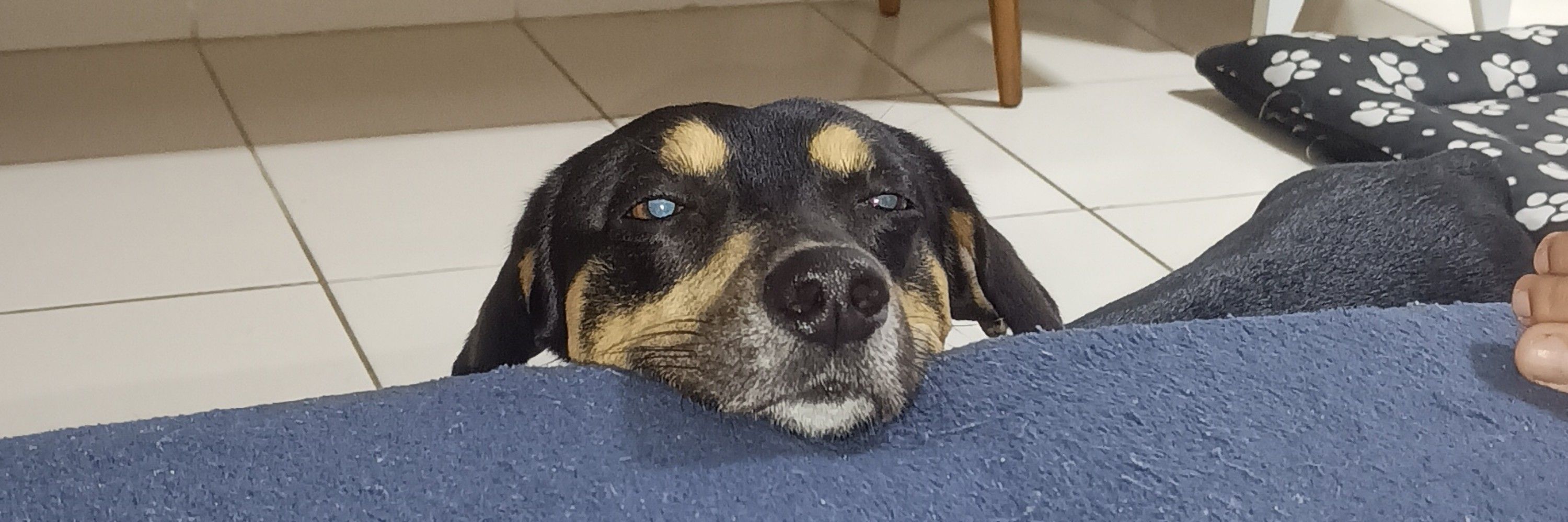 Gelenrique 🐶