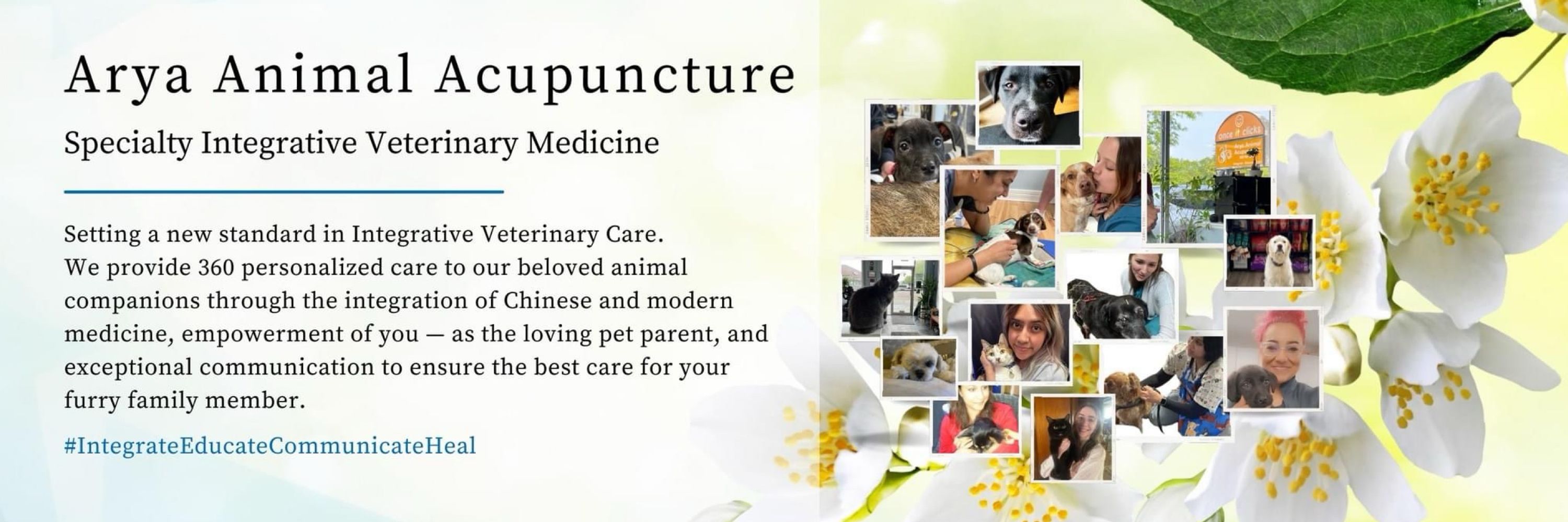 Arya Acupuncture | Dr. Priya Bhatt | Integrative Vet