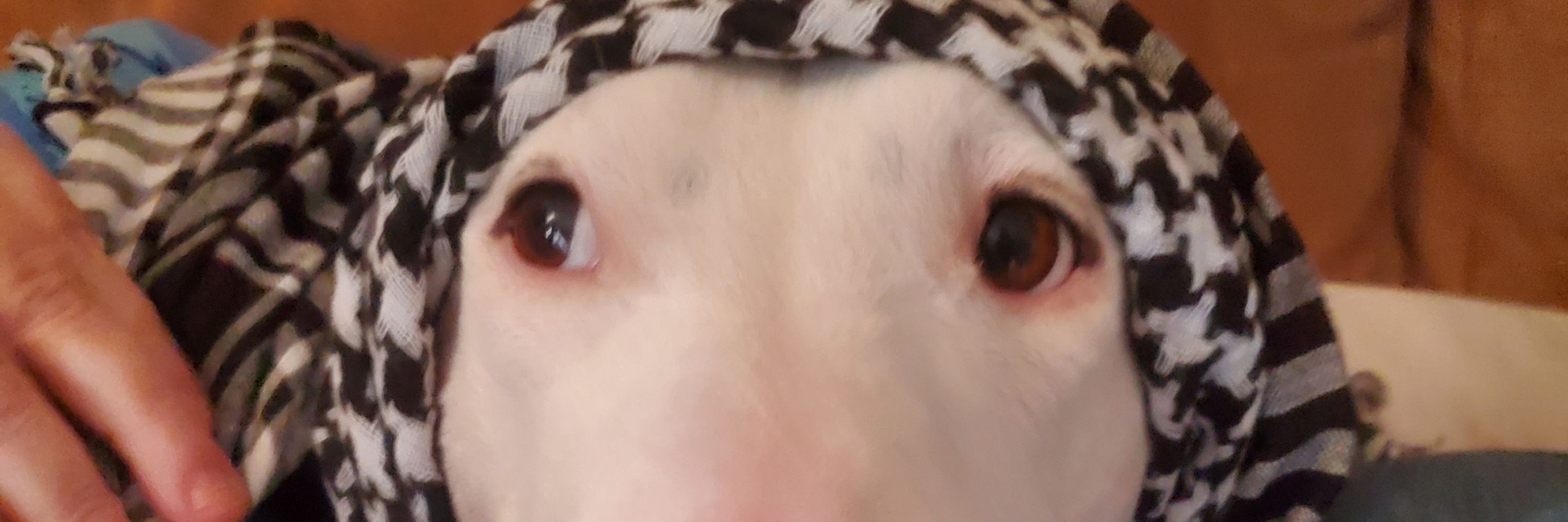 Jax H🏳️‍🌈🏳️‍⚧️🇺🇦🏴‍☠️🐈‍⬛🔥🌊🍣🫖🥦🍍