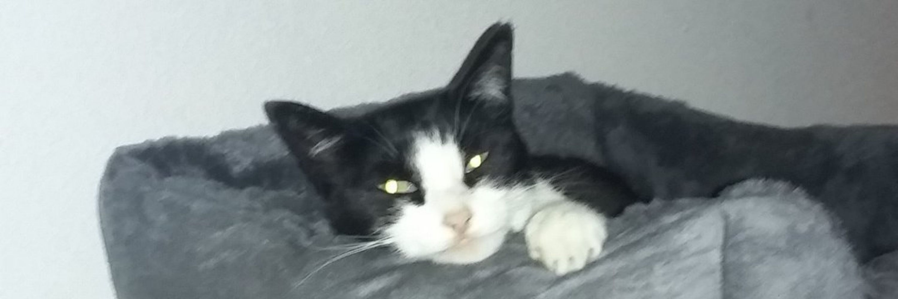 Bert