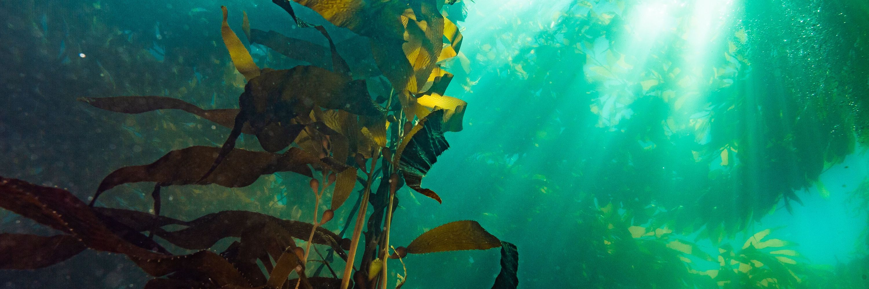 California Sea Grant
