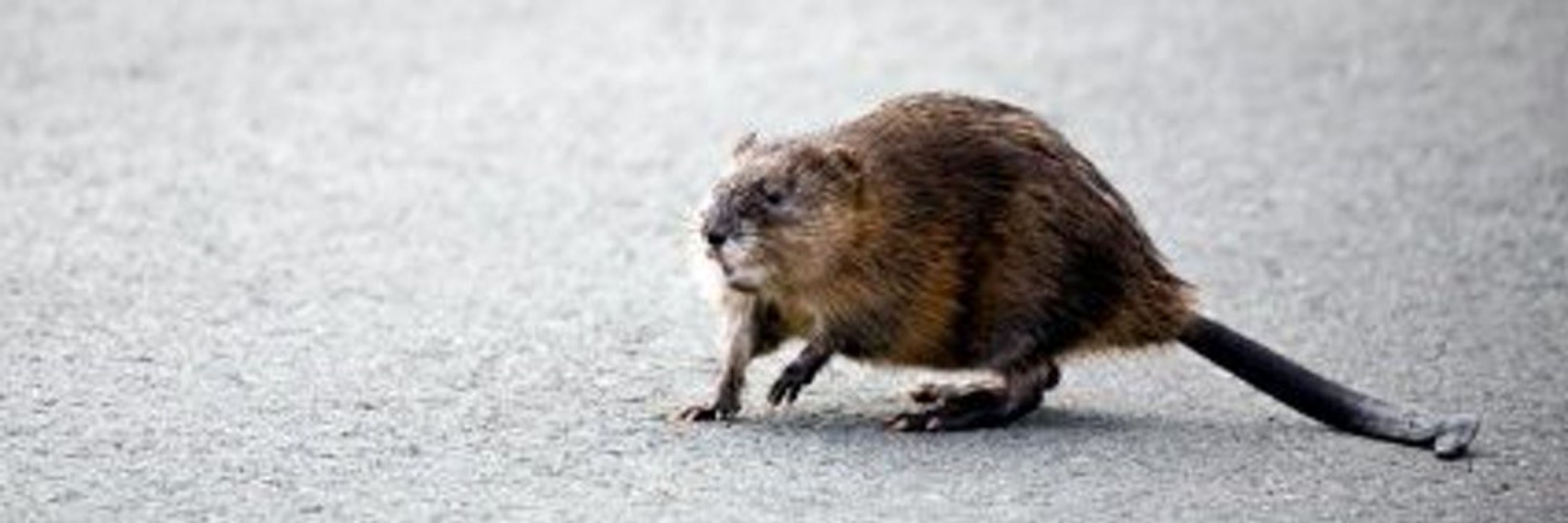 Muskrat Boulevard 