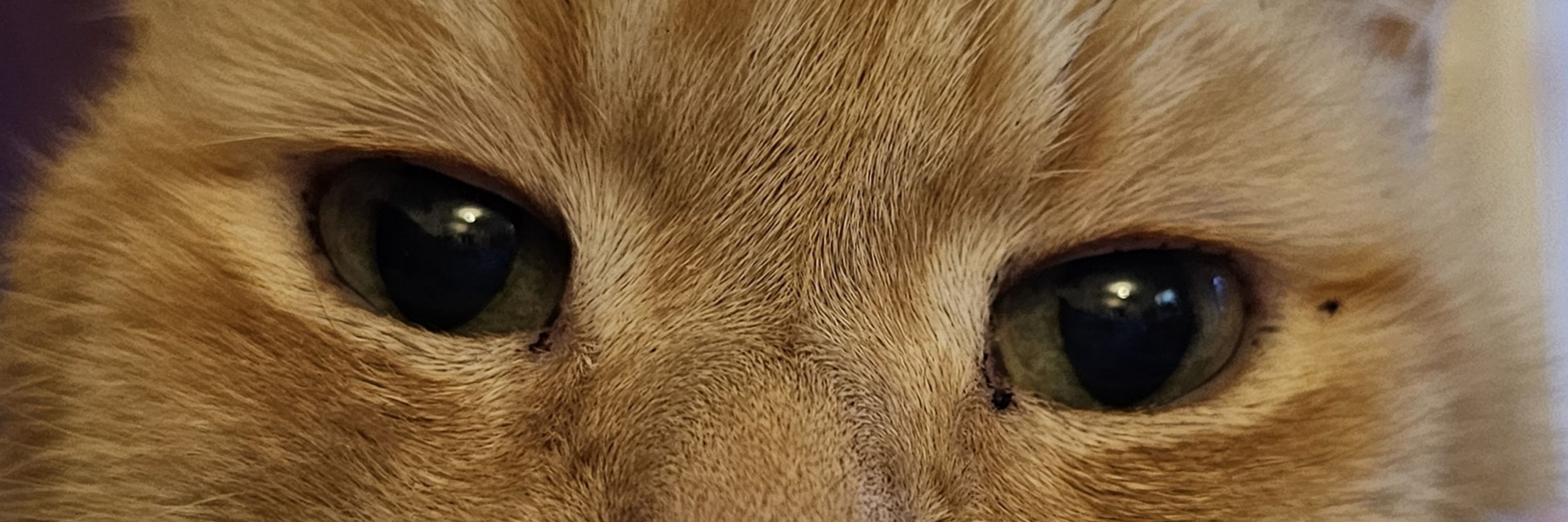 Meg