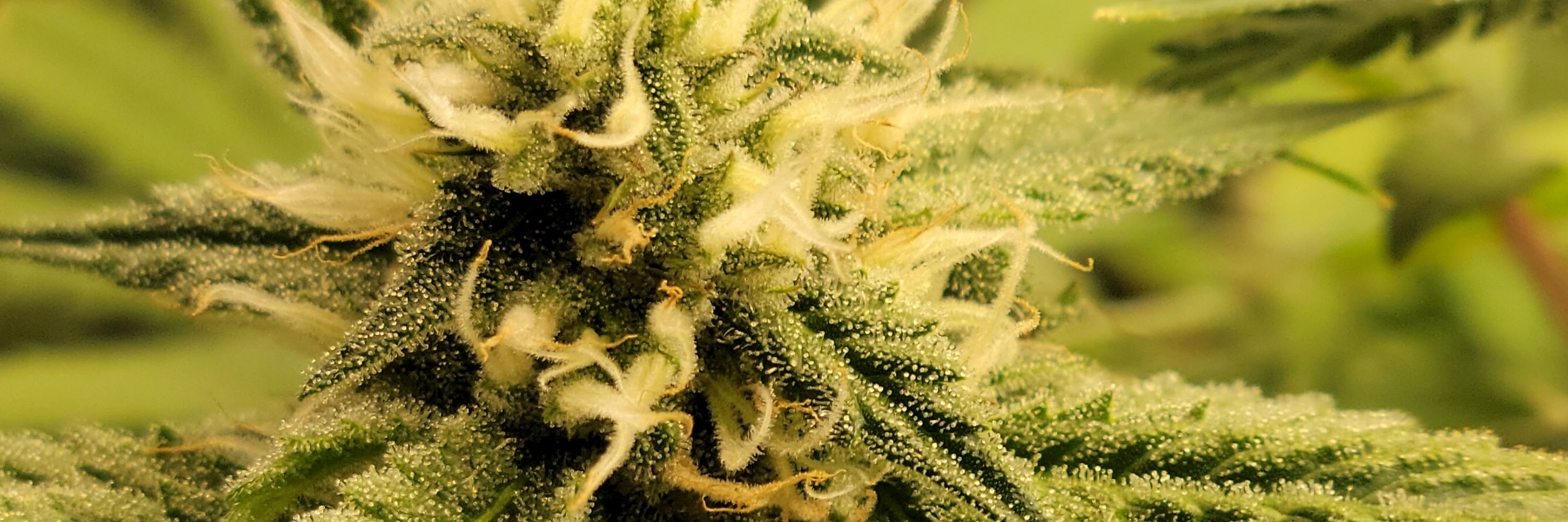 Kushbertos 🌱