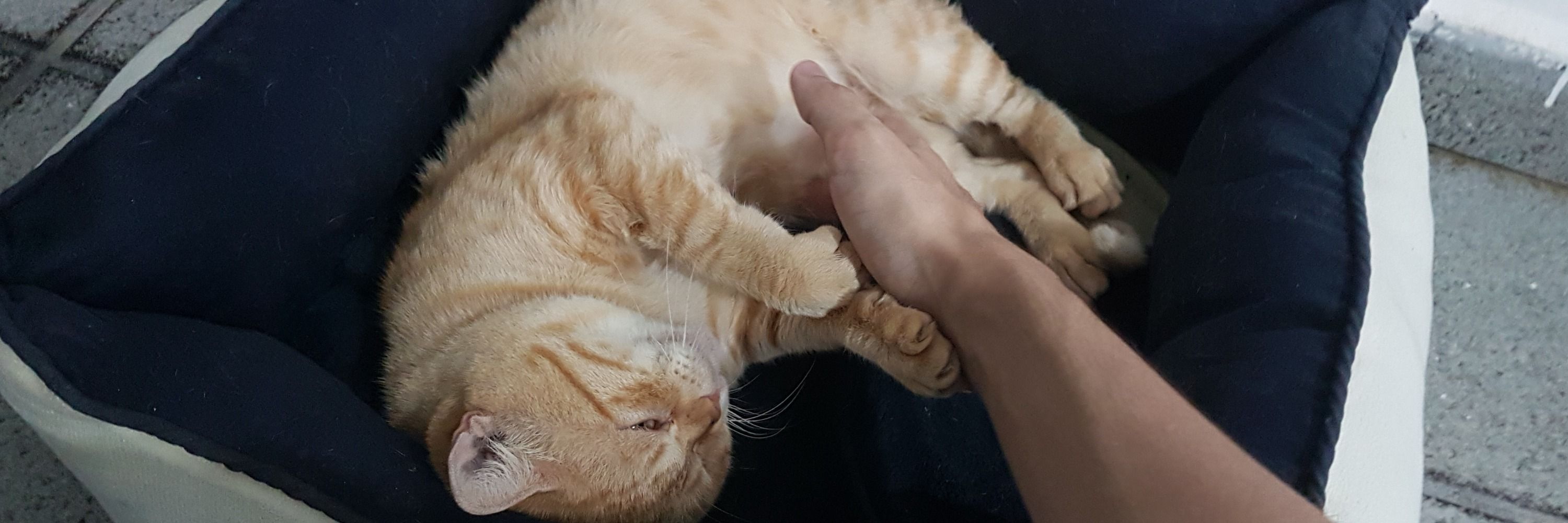 Zé