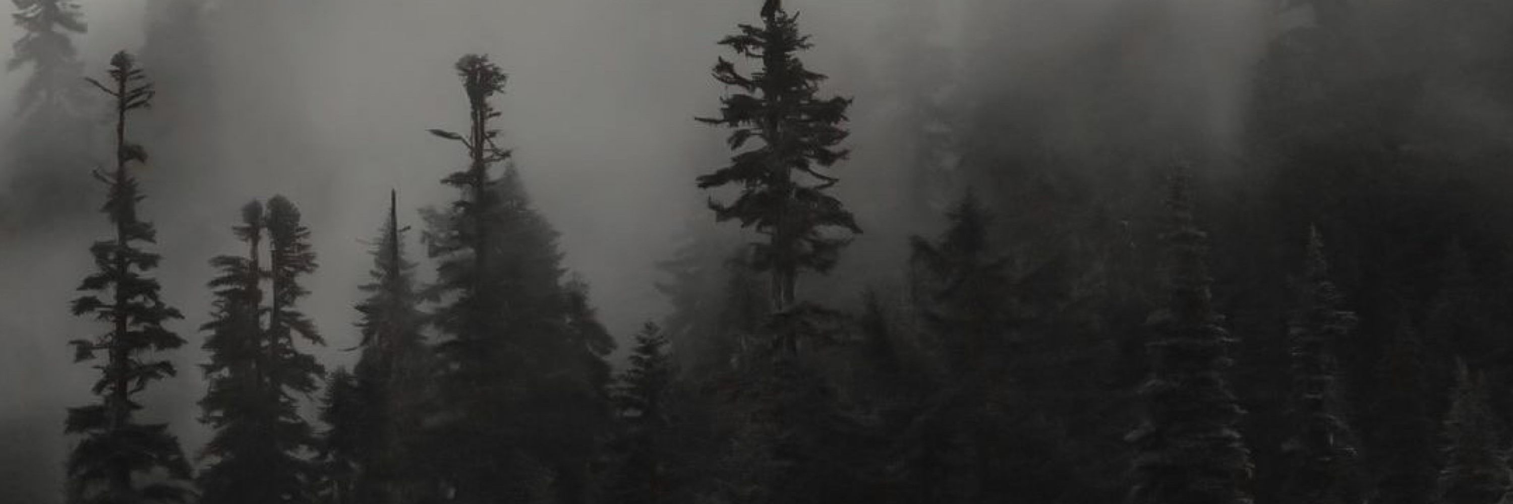 Haunted Forest ᨒ↟ ࣪ ִֶ☾.•⛤