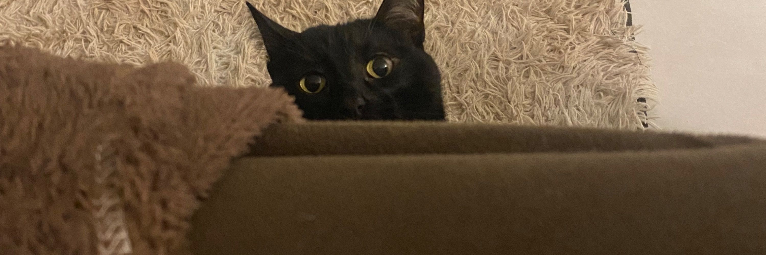 fran 