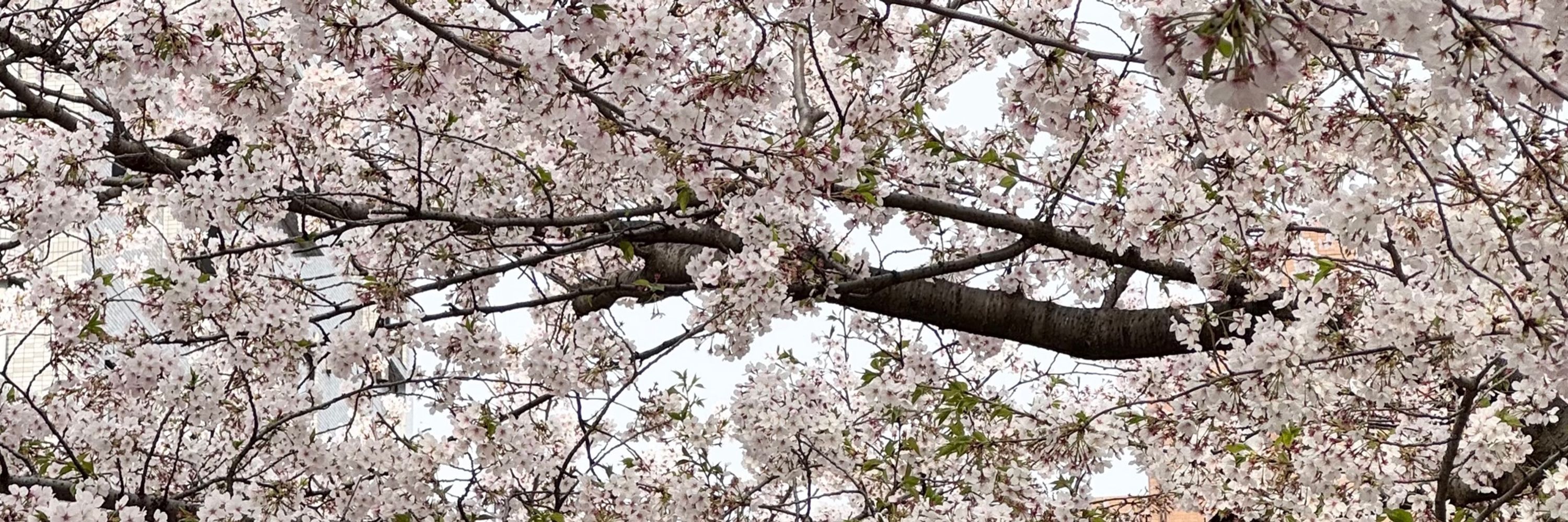 桜香