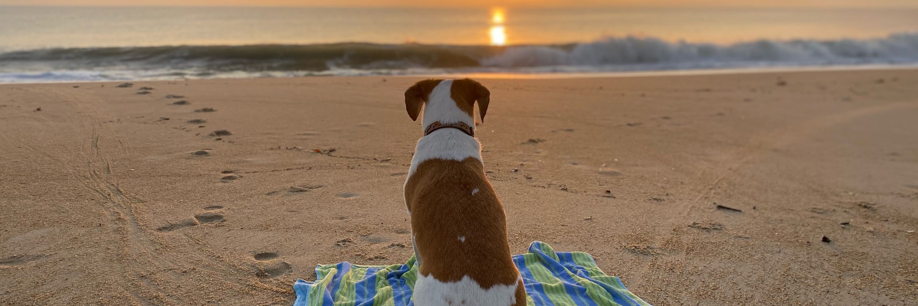 Dogs Life ❤️