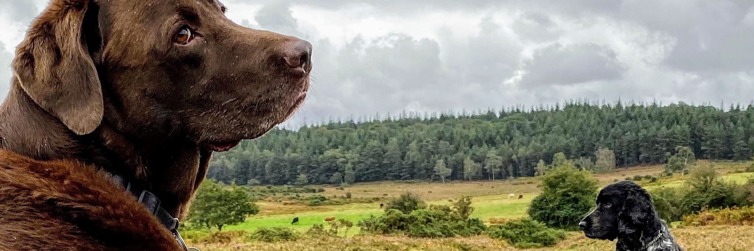 Man in new forest