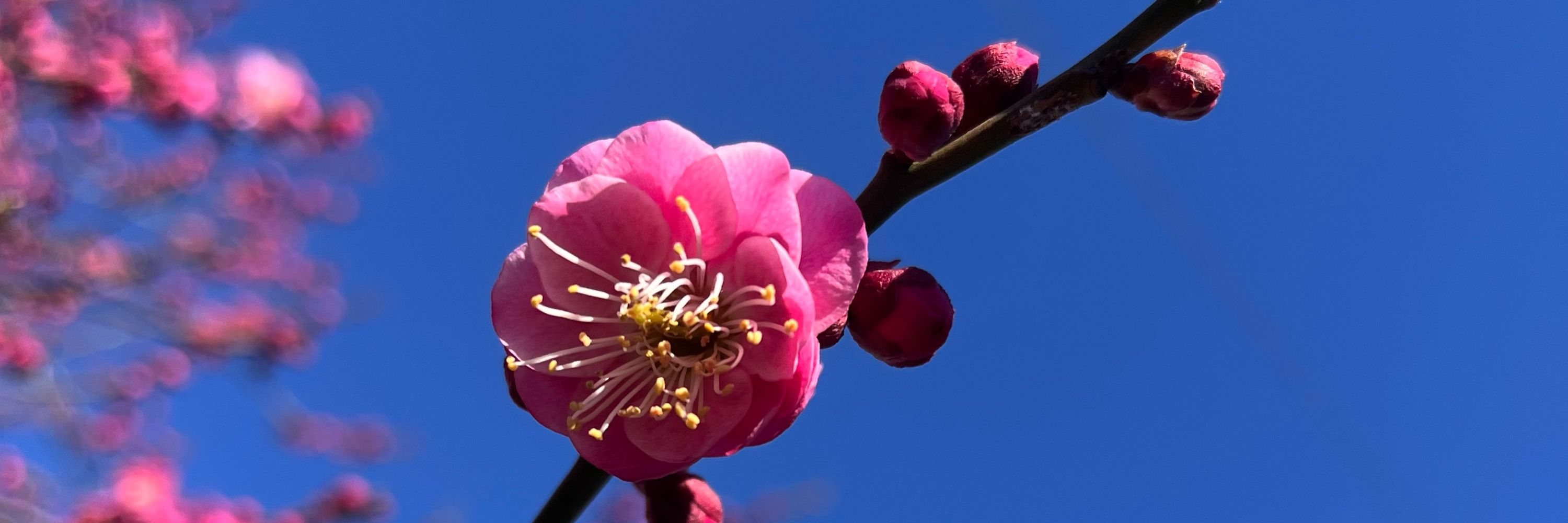 花華糖🌸
