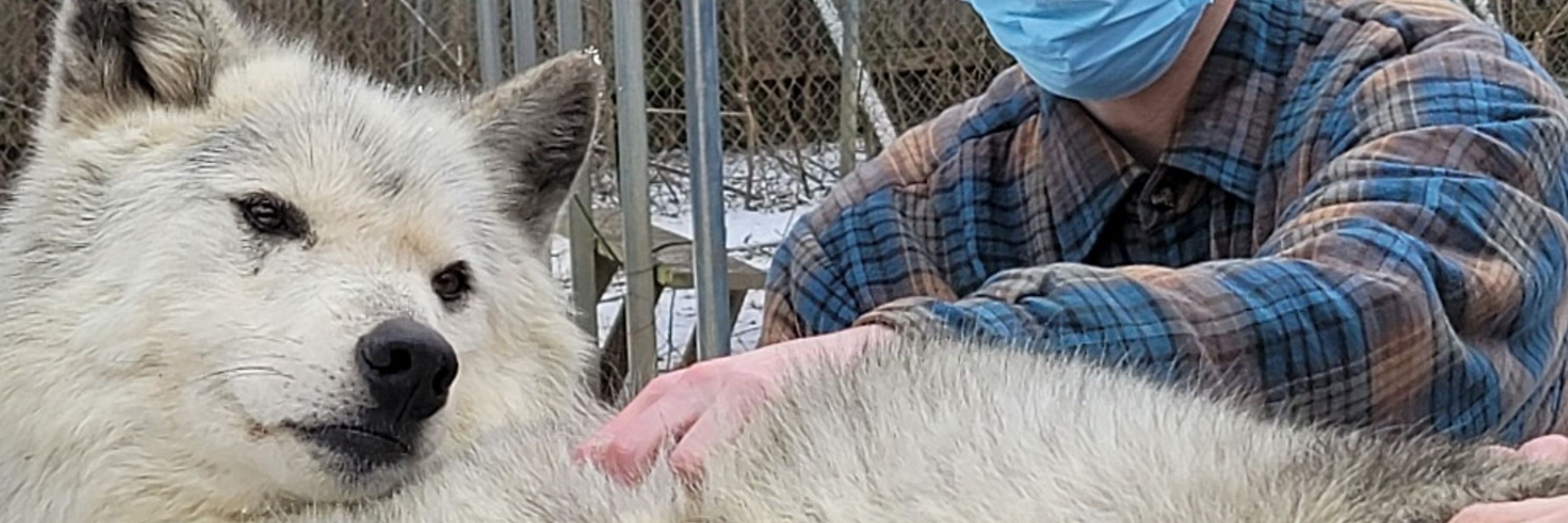 Moonwolf