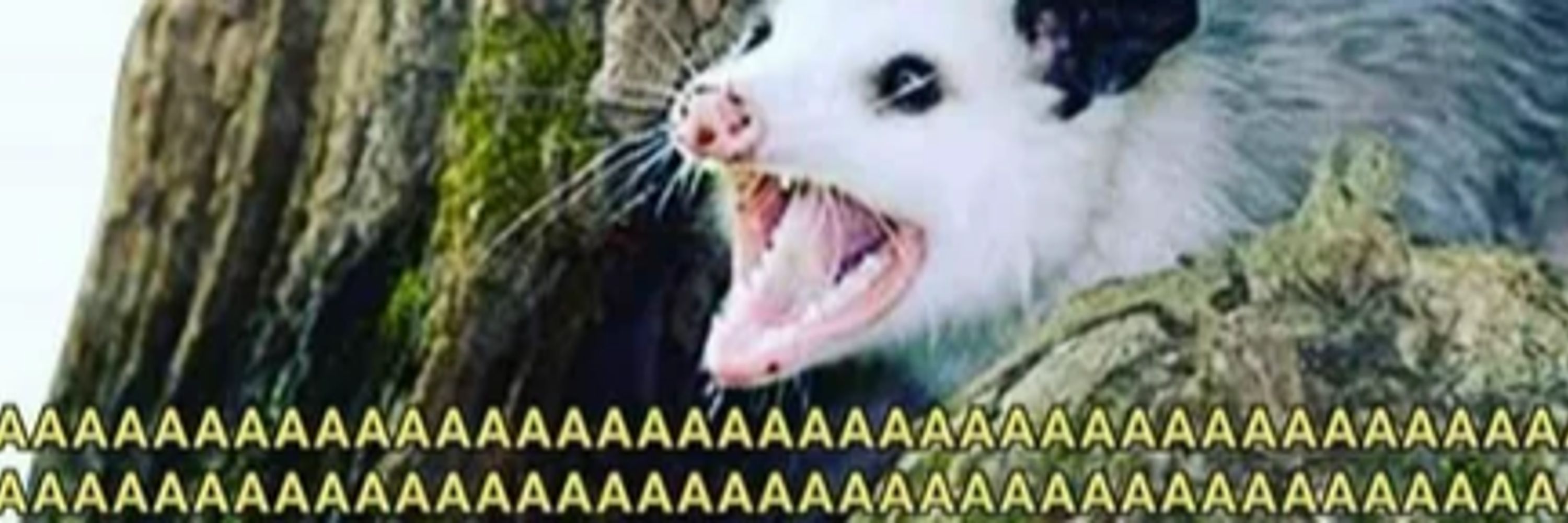 Opossum Lastname